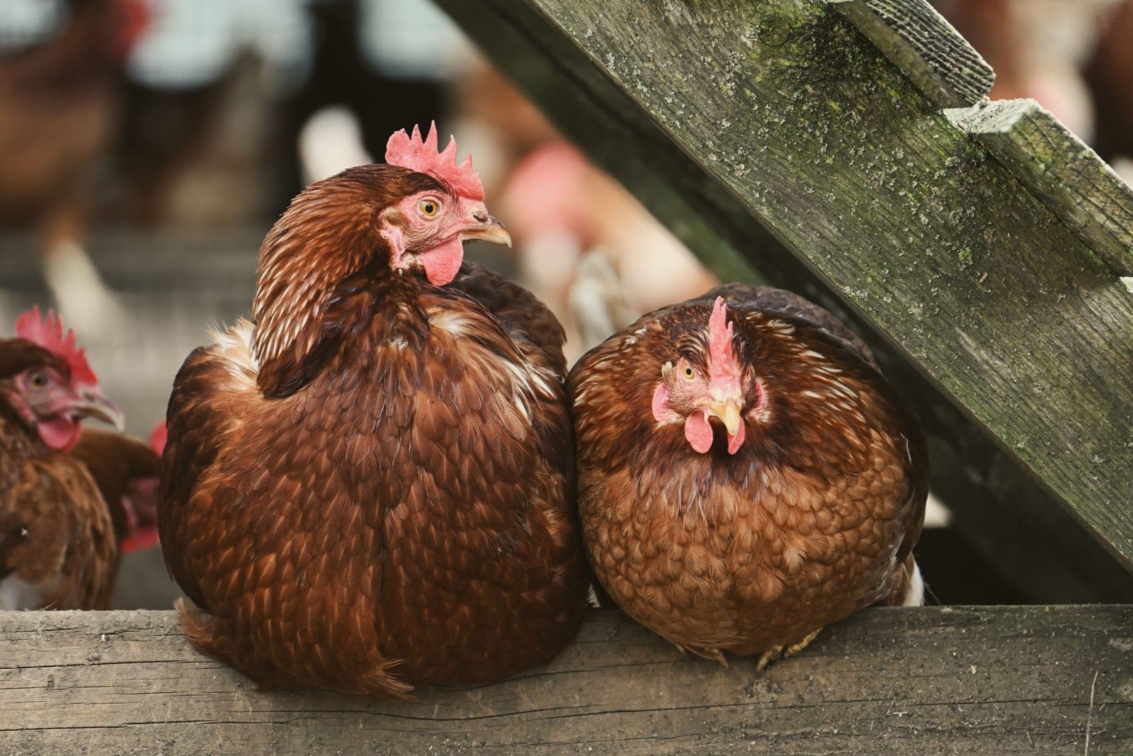 Two hens perched on a wooden barn beam