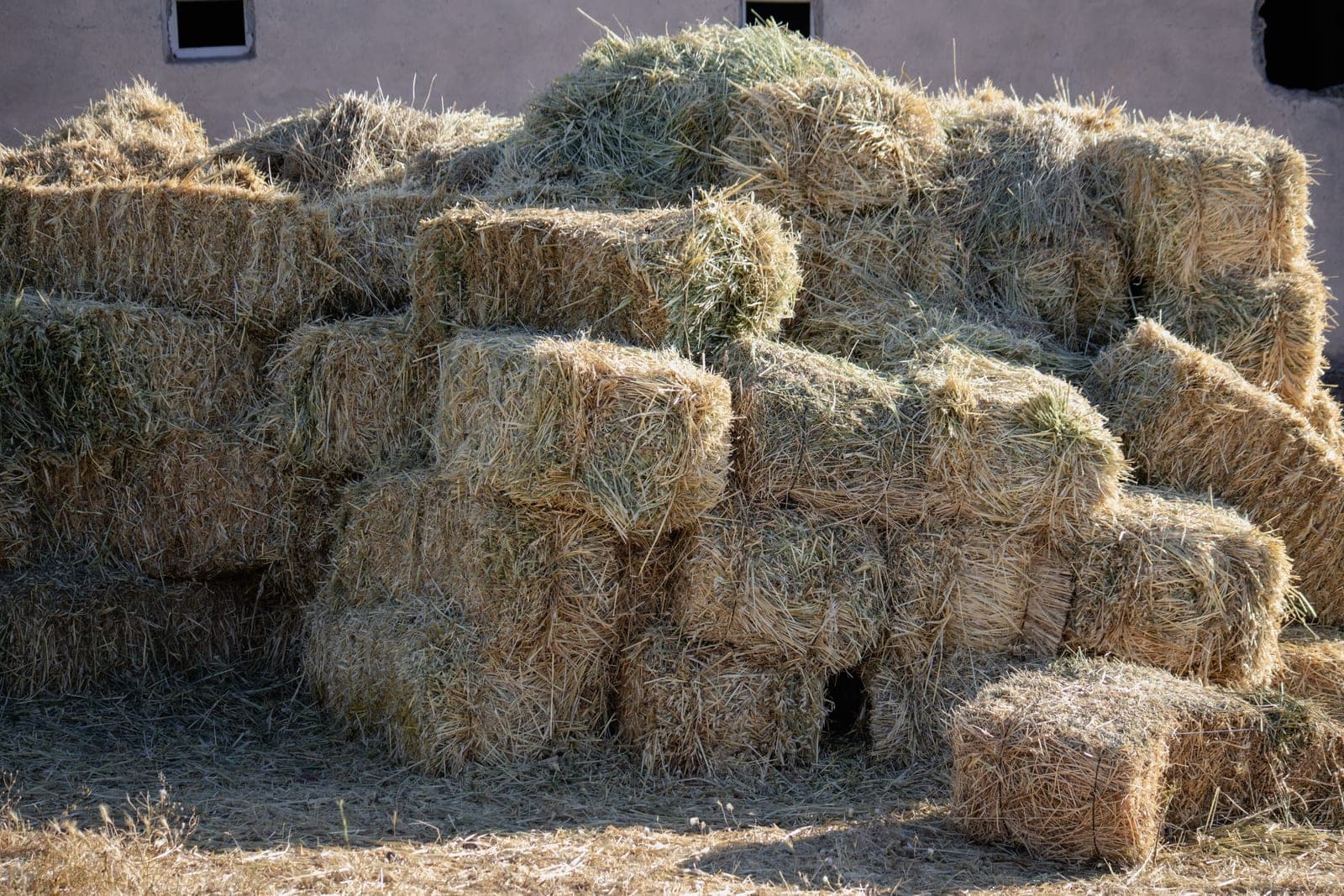Stacked hay bales outside a barn