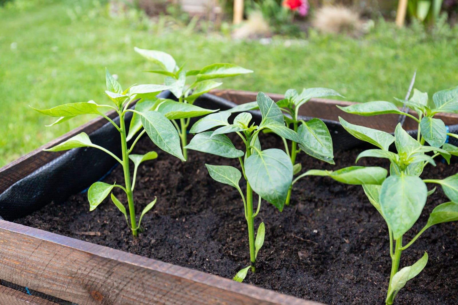 Young pepper plant seedlings growing in a wooden raised garden bed