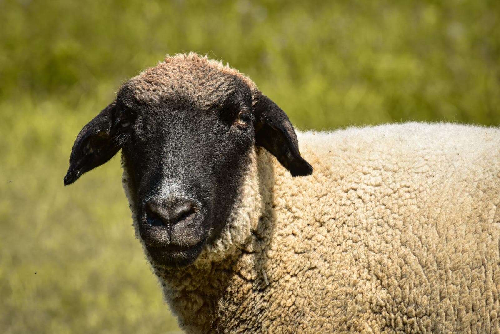 Close-up of a Suffolk sheep in a pasture