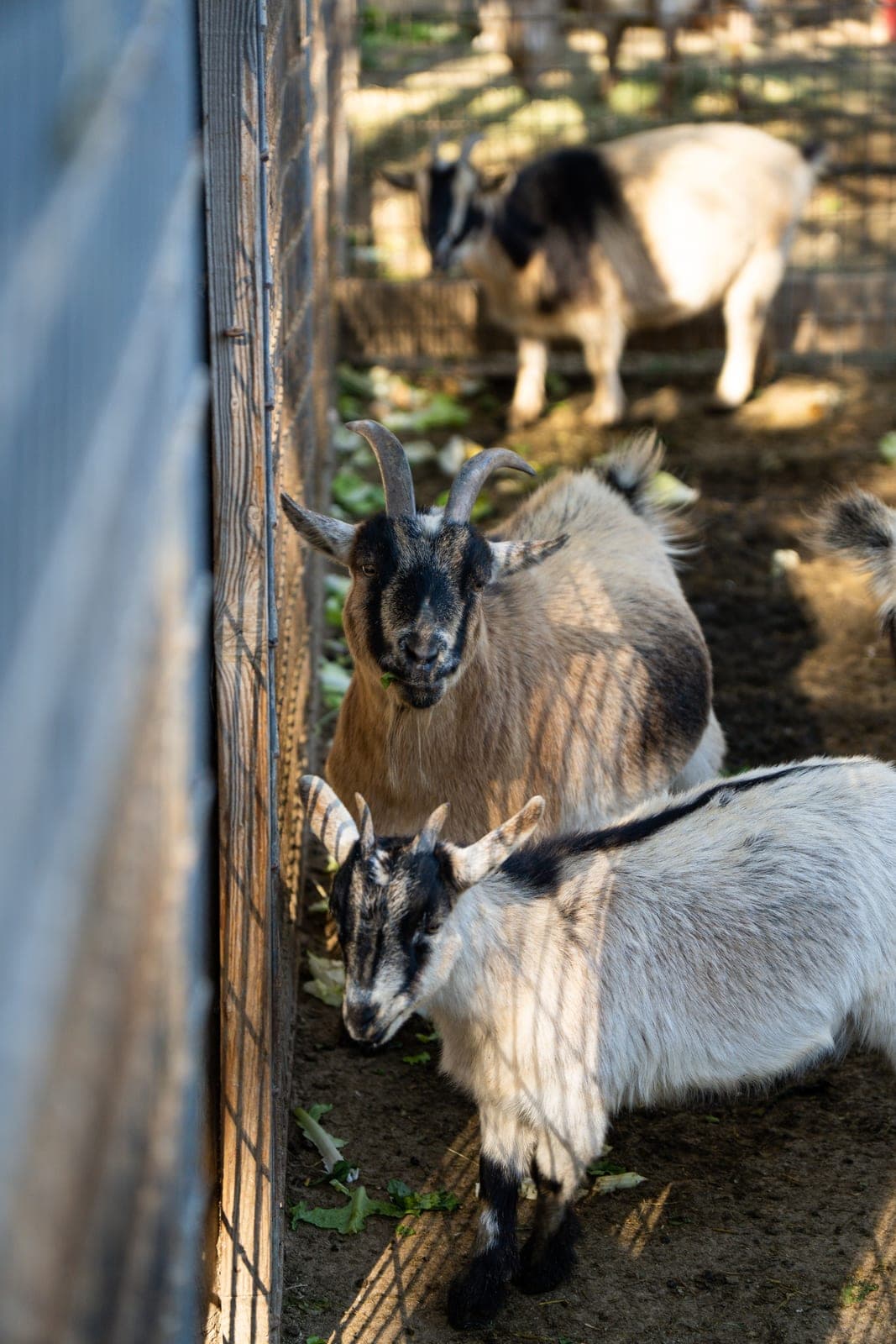 Goats gathered near a fence in a pen