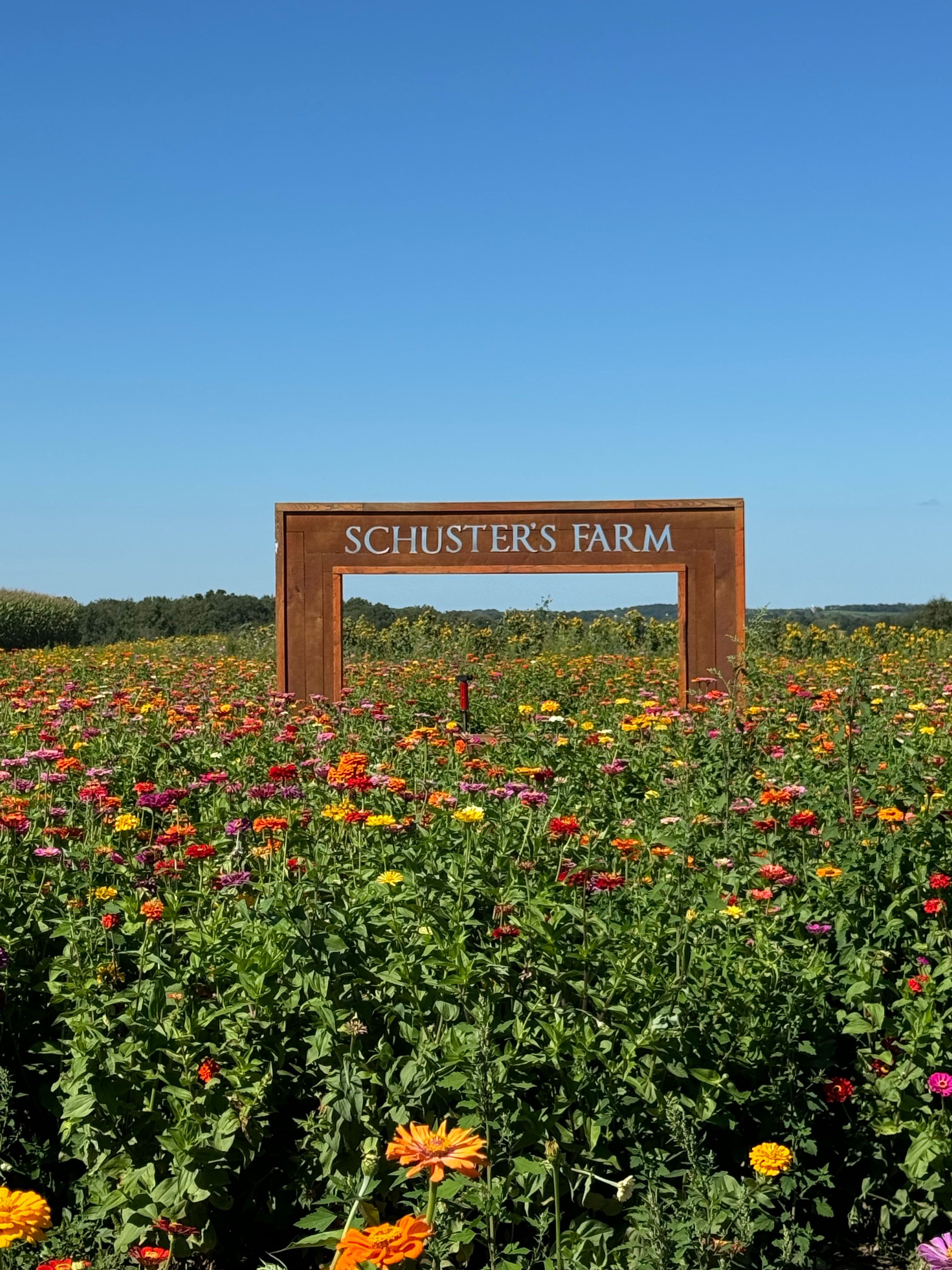 Wooden Schuster's Farm sign in a flower field
