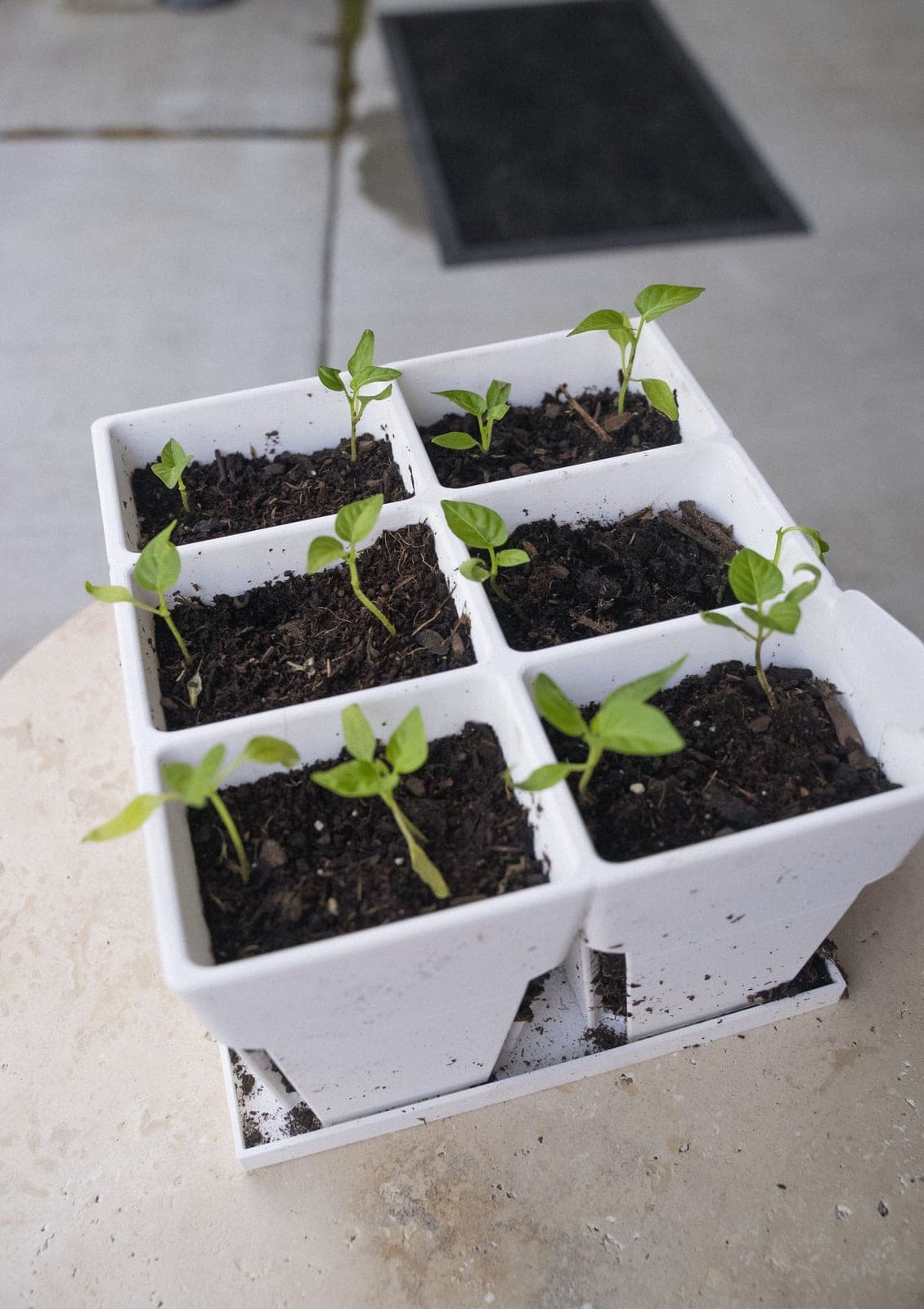 Tray of young tomato seedling starts in individual pots